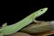 Miyako Grass Lizard (Takydromus toyamai)