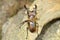 Miyama Stag Beetle