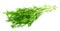 Mizuna lettuce isolated Japanese Mustard