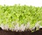 Mizuna seedlings font view