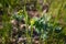 Mlecika Spurges Euphorbia fresh green plat with young foliage in spring forest, close up shot