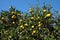 Mnay ripe oranges on citrus tree branches in the garden in front clear cloudless sky front view close up