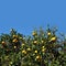 Mnay ripe oranges on citrus tree branches in the garden in front clear cloudless sky front view close up