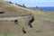 Moai and wild horses at Quarry, Easter Island, Chile