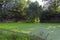 Moat overgrown with duckweed at the wall of the old fortress