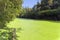 Moat overgrown with duckweed at the wall of the old fortress