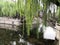 The moat,spring,Weeping willows, arch Bridge