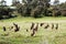 Mob of Australian Brown Kangaroos