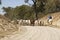 A mob of cattle being walked along a dusty road.