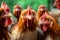 A mob of hens. Roosters look into the camera. Birds on the farm. The concept of rural life. Generative AI