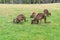 Mob of kangaroos, wallaby grazing on the green grass