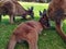 Mob of kangaroos, wallaby relaxing on the green grass. Australian wildlife background.