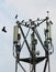 Mobile antenna with birds