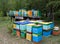 Mobile apiary Beehives exported under natural conditions