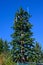 Mobile communications cell site with tower and antennas camouflaged as an evergreen tree, blue sky fall day