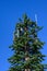 Mobile communications cell site with tower and antennas camouflaged as an evergreen tree, blue sky fall day