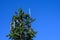 Mobile communications cell site with tower and antennas camouflaged as an evergreen tree, blue sky fall day