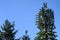 Mobile communications cell site with tower and antennas camouflaged as an evergreen tree, blue sky fall day