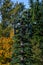 Mobile communications cell site with tower and antennas camouflaged as an evergreen tree, blue sky fall day