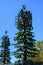 Mobile communications cell site with tower and antennas camouflaged as an evergreen tree, blue sky fall day