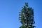 Mobile communications cell site with tower and antennas camouflaged as an evergreen tree, blue sky fall day