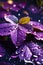 Mobile Elegance: Violet Leaf and Delicate Water Droplets Wallpaper