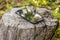 Mobile phone lies on the old a tree stump in a village