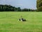 Mobile sprinkler on an empty soccer field on the countryside on the dry summer time