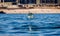 Mobula ray is jumping in the background of the beach of Cabo San Lucas. Mexico. Sea of Cortez.