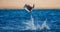 Mobula ray is jumping in the background of the beach of Cabo San Lucas. Mexico. Sea of Cortez.