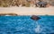 Mobula ray is jumping in the background of the beach of Cabo San Lucas. Mexico. Sea of Cortez.