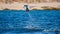 Mobula ray is jumping in the background of the beach of Cabo San Lucas. Mexico. Sea of Cortez.