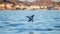 Mobula ray is jumping in the background of the city of Cabo San Lucas. Mexico. Sea of Cortez.