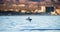 Mobula ray is jumping in the background of the city of Cabo San Lucas. Mexico. Sea of Cortez.