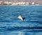 Mobula ray is jumping in the background of the city of Cabo San Lucas. Mexico. Sea of Cortez.