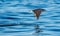 Mobula ray jumping out of the water.