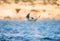 Mobula ray jumping out of the water. Front view.