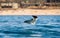 Mobula ray jumping out of the water. Front view.
