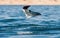 Mobula ray jumping out of the water. Front view. Mobula munkiana, known as the manta de monk, Munk`s devil ray, pygmy devil ray,