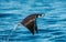 Mobula ray jumping out of the water. Mobula munkiana, known as the manta de monk, Munk`s devil ray, pygmy devil ray, smoothtail