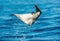 Mobula ray jumping out of the water. Mobula munkiana, known as the manta de monk, Munk`s devil ray, pygmy devil ray, smoothtail