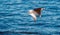 Mobula ray jumping out of the water. Mobula munkiana, known as the manta de monk, Munk`s devil ray, pygmy devil ray, smoothtail