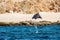 Mobula ray jumping out of the water. Mobula munkiana, known as the manta de monk, Munk`s devil ray, pygmy devil ray, smoothtail