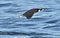 Mobula ray jumping out of the water. Mobula munkiana, known as the manta de monk, Munk`s devil ray, pygmy devil ray, smoothtail m