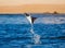 Mobula ray is jumps out of the water. Mexico. Sea of Cortez.