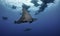 Mobula rays