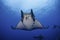 Mobula rays