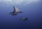 Mobula Rays