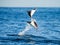 Mobula rays are jumps out of the water. Mexico. Sea of Cortez.