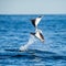 Mobula rays are jumps out of the water. Mexico. Sea of Cortez.